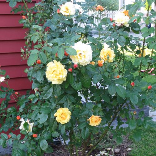 Złoto-żółty - Róże pienne - z kwiatami bukietowymi - korona krzaczasta